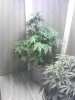 IMG_20121201_093830.jpg