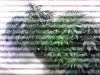 IMG_20121203_210845.jpg