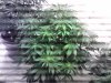 IMG_20121203_210851.jpg