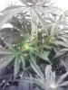 IMG_20121205_220517.jpg