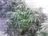 IMG_20121211_220956.jpg