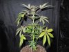 Mossys seeds 013.jpg