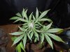 Mossys seeds 015.jpg