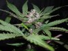 Mossys seeds 017.jpg