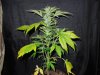 Mossys seeds 018.jpg