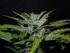 Mossys seeds 020.jpg