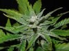 Mossys seeds 021.jpg