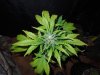 Mossys seeds 023.jpg