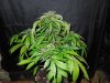 Mossys seeds 026.jpg
