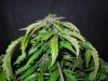 Mossys seeds 027.jpg