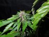 Mossys seeds 028.jpg