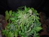 Mossys seeds 029.jpg