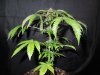 Mossys seeds 031.jpg