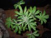 Mossys seeds 033.jpg