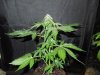 Mossys seeds 034.jpg