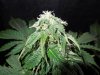 Mossys seeds 037.jpg