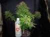Mossys seeds 038.jpg