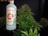 Mossys seeds 040.jpg
