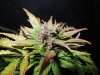 Mossys seeds 044.jpg