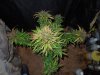 Mossys seeds 046.jpg