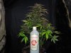 Mossys seeds 047.jpg