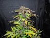 Mossys seeds 048.jpg
