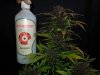 Mossys seeds 049.jpg