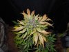 Mossys seeds 051.jpg