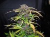 Mossys seeds 052.jpg