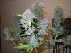 plant3.JPG
