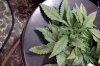 sickplant2.jpg
