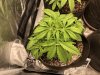 255086_auto-cinderella-jackdutch-passionauto-cinderella-jack.jpg