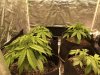 255085_auto-cinderella-jackdutch-passionauto-cinderella-jack.jpg