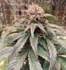 DRD 70 days bud.jpg DRD 70 days bud.jpg