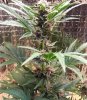 DRD B 60 days bud.jpg DRD B 60 days bud.jpg