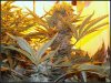 DSCF0397.jpg