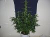 60 DAY LEMON_12-19-12 1 @ 6 WEEKS.jpg