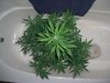 60 DAY LEMON_12-19-12 2 @ 6 WEEKS.jpg
