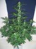 60 DAY LEMON_12-19-12 5 @ 6 WEEKS.jpg