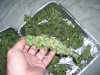 100_9123.jpg