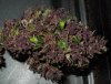 Mossys seeds 014.jpg