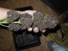 Mossys seeds 004.jpg