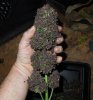 Mossys seeds 005.jpg