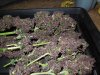 Mossys seeds 003.jpg