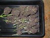 Mossys seeds 001.jpg