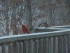 MALE & FEMALE CARDINAL 2.jpg