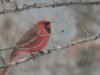 MALE CARDINAL 2.jpg