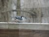 NUTHATCH FEMALE 2.jpg
