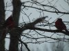 TWO MALES CARDINALS 3.jpg