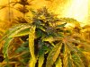 Mossys seeds 006.jpg
